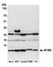 Splicing Factor 3b Subunit 5 antibody, NBP2-59132, Novus Biologicals, Western Blot image 