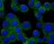PMP-22 antibody, NBP2-67068, Novus Biologicals, Immunocytochemistry image 