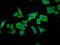 Folate Receptor Alpha antibody, LS-C680483, Lifespan Biosciences, Immunofluorescence image 