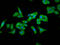 FOLR1 antibody, LS-C680483, Lifespan Biosciences, Immunofluorescence image 