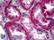 Basigin (Ok Blood Group) antibody, LS-B5513, Lifespan Biosciences, Immunohistochemistry frozen image 