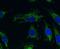 Acyl-CoA Dehydrogenase Medium Chain antibody, ab110296, Abcam, Immunofluorescence image 