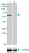 DNA Polymerase Kappa antibody, H00051426-M01, Novus Biologicals, Western Blot image 