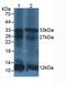 Interleukin 12A antibody, abx132019, Abbexa, Western Blot image 