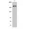 WNK1 antibody, LS-C381215, Lifespan Biosciences, Western Blot image 