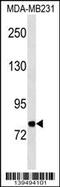 Melanotransferrin antibody, 60-260, ProSci, Western Blot image 