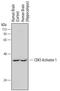 Cyclin Dependent Kinase 5 Regulatory Subunit 1 antibody, MAB7357, R&D Systems, Western Blot image 