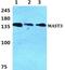 Microtubule Associated Serine/Threonine Kinase 3 antibody, PA5-36975, Invitrogen Antibodies, Western Blot image 