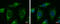 Misshapen Like Kinase 1 antibody, GTX108816, GeneTex, Immunofluorescence image 