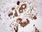 PYM1 antibody, CF806506, Origene, Immunohistochemistry frozen image 