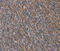 Laminin Subunit Beta 3 antibody, MBS2516426, MyBioSource, Immunohistochemistry paraffin image 