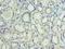 MON1 Homolog A, Secretory Trafficking Associated antibody, A56034-100, Epigentek, Immunohistochemistry paraffin image 