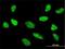 Transcription Factor 7 antibody, H00006932-M01, Novus Biologicals, Immunofluorescence image 