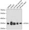 Atonal BHLH Transcription Factor 1 antibody, GTX33306, GeneTex, Western Blot image 