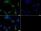 Golgi Membrane Protein 1 antibody, PA5-23076, Invitrogen Antibodies, Immunofluorescence image 