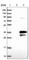 Enkurin, TRPC Channel Interacting Protein antibody, HPA037593, Atlas Antibodies, Western Blot image 