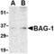 BCL2 Associated Athanogene 1 antibody, AHP1171, Bio-Rad (formerly AbD Serotec) , Western Blot image 