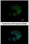 CDC42 Binding Protein Kinase Alpha antibody, PA5-21451, Invitrogen Antibodies, Immunofluorescence image 