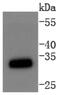 Cyclin Dependent Kinase 1 antibody, NBP2-67438, Novus Biologicals, Western Blot image 