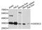 Exosome Component 2 antibody, A10450, ABclonal Technology, Western Blot image 