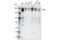 Euchromatic Histone Lysine Methyltransferase 2 antibody, 68851T, Cell Signaling Technology, Western Blot image 