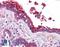 Tubulin antibody, LS-B6267, Lifespan Biosciences, Immunohistochemistry frozen image 