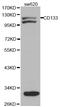 Prominin 1 antibody, TA326777, Origene, Western Blot image 