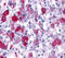 G Protein-Coupled Receptor 161 antibody, MBS243667, MyBioSource, Immunohistochemistry frozen image 