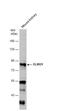 Engulfment and cell motility protein 1 antibody, NBP2-16316, Novus Biologicals, Western Blot image 