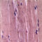 Actin Alpha 2, Smooth Muscle antibody, LS-C354532, Lifespan Biosciences, Immunohistochemistry paraffin image 