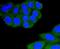 Integrin Subunit Alpha L antibody, NBP2-67551, Novus Biologicals, Immunofluorescence image 