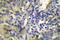 Cystatin A antibody, LS-C176559, Lifespan Biosciences, Immunohistochemistry frozen image 
