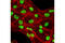 Tripartite Motif Containing 28 antibody, 4124T, Cell Signaling Technology, Immunofluorescence image 