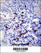 Tenascin N antibody, 57-160, ProSci, Immunohistochemistry frozen image 