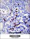 Tenascin N antibody, 57-160, ProSci, Immunohistochemistry frozen image 