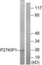 Cyclin Dependent Kinase Inhibitor 1B antibody, LS-C118205, Lifespan Biosciences, Western Blot image 