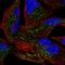 Glutaredoxin 5 antibody, HPA063716, Atlas Antibodies, Immunofluorescence image 