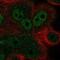 Zinc Finger Protein 687 antibody, NBP2-58559, Novus Biologicals, Immunofluorescence image 