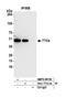 Tetratricopeptide Repeat Domain 4 antibody, NBP2-59139, Novus Biologicals, Western Blot image 