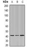 Nucleolin antibody, orb388511, Biorbyt, Western Blot image 