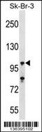 Ubiquitin Specific Peptidase 16 antibody, 58-690, ProSci, Western Blot image 