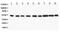 SMAD Family Member 1 antibody, PA1331, Boster Biological Technology, Western Blot image 