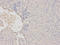 SS-A antibody, A02079-1, Boster Biological Technology, Immunohistochemistry frozen image 