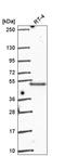 Protein GRINL1A antibody, HPA068141, Atlas Antibodies, Western Blot image 