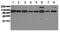 Insulin receptor antibody, AM00072PU-N, Origene, Western Blot image 
