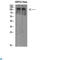 NLR Family Member X1 antibody, LS-C813546, Lifespan Biosciences, Immunohistochemistry paraffin image 