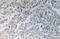 IKK alpha/beta antibody, AP20953PU-N, Origene, Immunohistochemistry paraffin image 