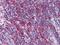 Metadherin antibody, NBP1-51585, Novus Biologicals, Immunohistochemistry frozen image 