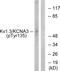 Potassium Voltage-Gated Channel Subfamily A Member 3 antibody, PA5-38655, Invitrogen Antibodies, Western Blot image 