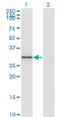 Fibrinogen Like 1 antibody, H00002267-M01, Novus Biologicals, Western Blot image 